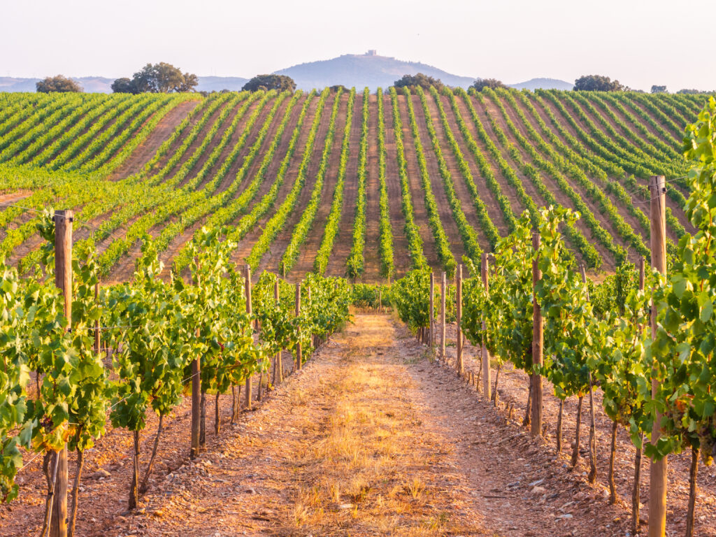 Vines in a vineyard in Alentejo region, Portugal, at sunset.