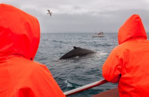 Two people in orange coat on a boat wachting whales in the water.