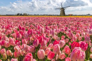 Niederländische Tulpenfarm, Amsterdam.